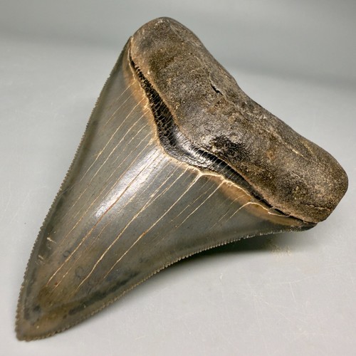 Collector quality fossil - quality,
