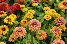 Flower Rudbeckia Sahara - 30