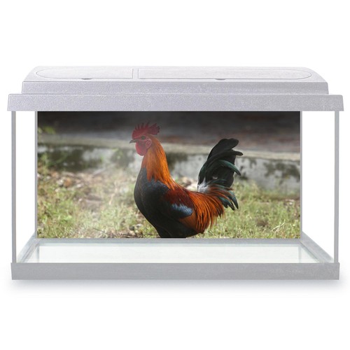 Fish tank background rhode - tank,