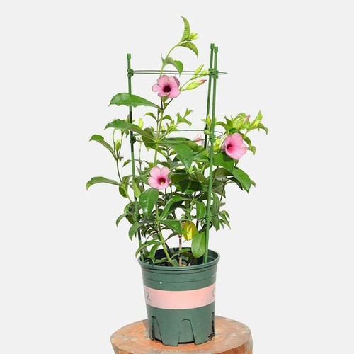 90cm garden plant support ring - plant,