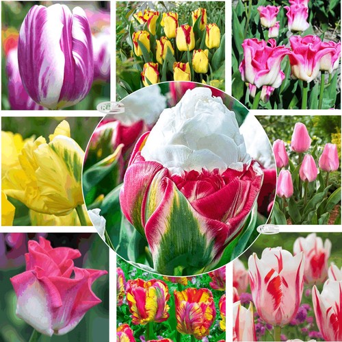 New tulips spring - new, dwarf