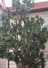 Money tree jade plant - money,