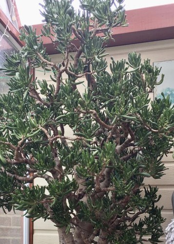 Money tree jade plant - money,
