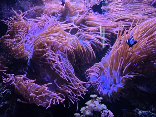 Rose bubble tip - rose, anemones