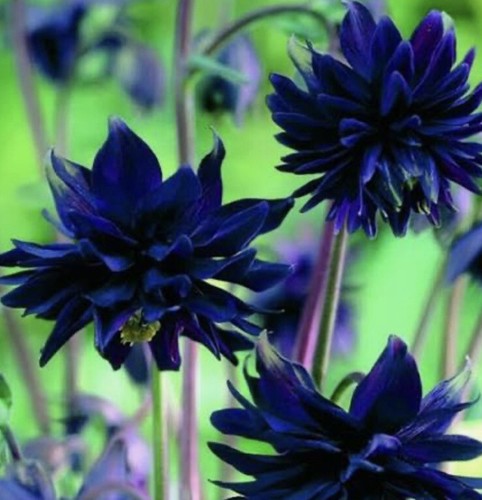 Garden cottage aquilegia - garden,