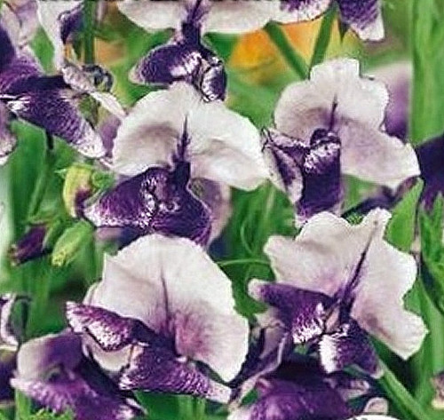 Sweet pea seeds - pea,