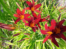 8 x Red Day Lily  Plant Bare