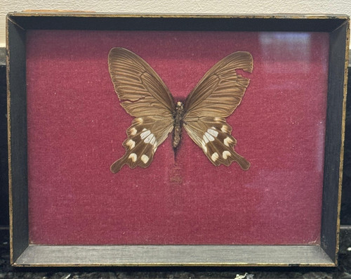 Framed three butterfly - 2x,