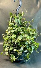 Ceropegia woodii Green Love – Rare String of Hearts Trailing Plant 50cm