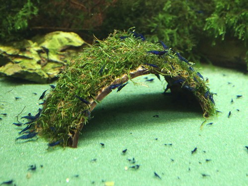 Neocaridina shrimp buce and - neocaridina, buce,