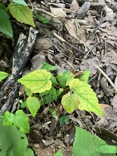 20 Sycamore Tree Saplings For bonsai, tree planting well rooted