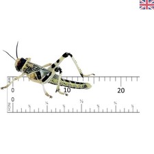 25 Count Live Locusts