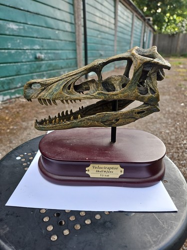 Lifesize velociraptor skull - lifesize,