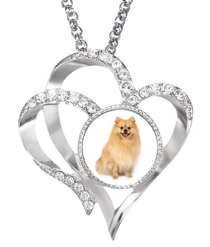 Pomeranian dog pet - pet, silver
