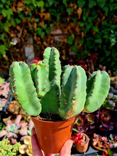 Euphorbia resinifera succulent - resinifera,