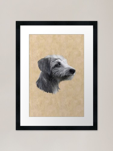 Rough coated lurcher - rough, framed