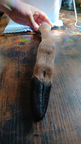 Fallow deer legs mummified 2 - fallow, x