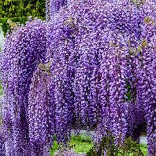 Amethyst falls wisteria - 1,
