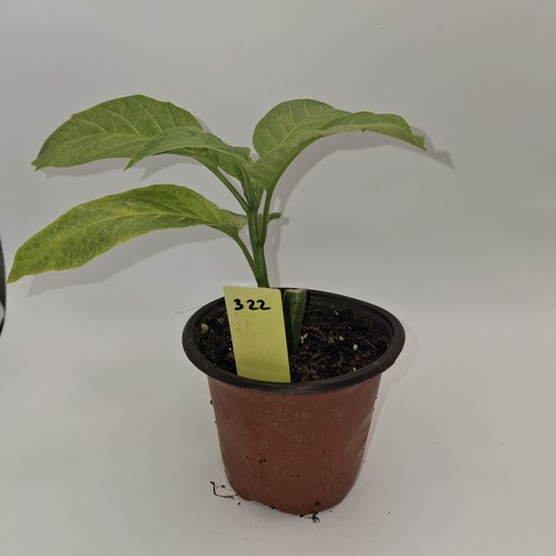Brugmansia yellow angel - brugmansia,