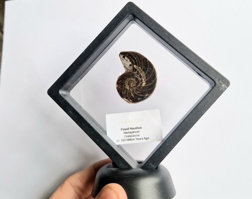 Rare polished fossil nautilus - ,
