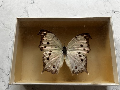 Beautiful salamis parhassus - beautiful,