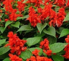 SCARLET SAGE FLOWER SEEDS 200+