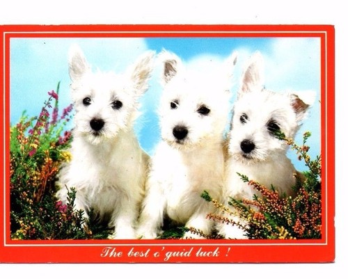West highland white terrier - highland,