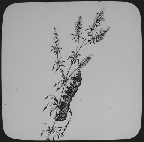 Antique magic lantern - magic, slide