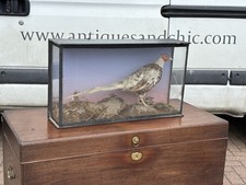 Antique taxidermy pheasant - taxidermy,
