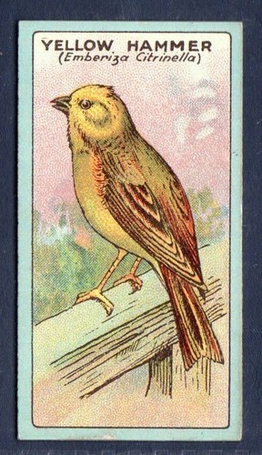 Yellow hammer original - yellow, 1922