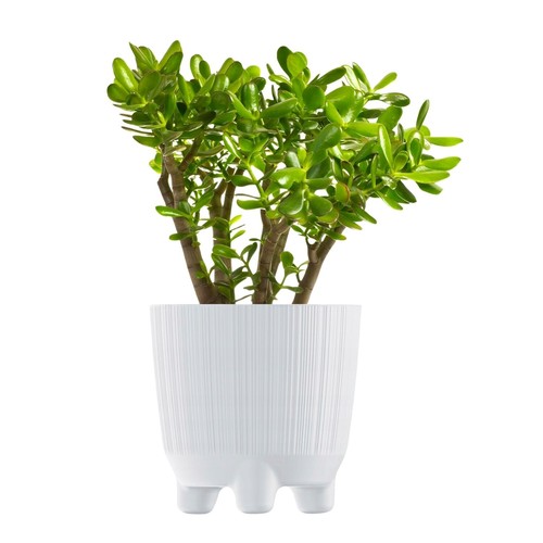 Plant pots indoor outdoor - plant,