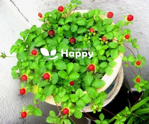 Mock strawberry 150 seeds - 150,