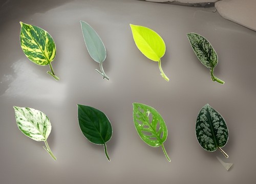 Pothos monstera cuttings - pothos,