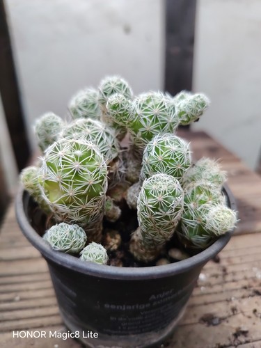 Mammillaria gracillis fragilis - gracillis,