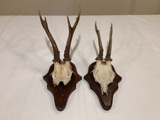 Lot Of 2  Vintage German Roe Deer Antlers Mounted Wood Base/Plaque