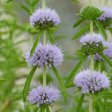 1 x Mentha pulegium Mint Marginal Plant Pond Plant Bog Penny Royal plants