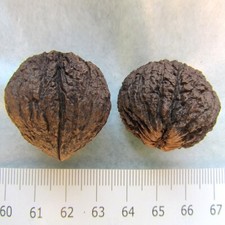 Tasty, SUPERB  BLACK WALNUT