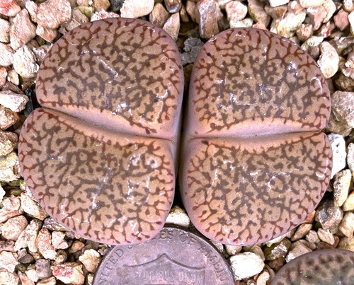 Mesemb plant lithops - -,