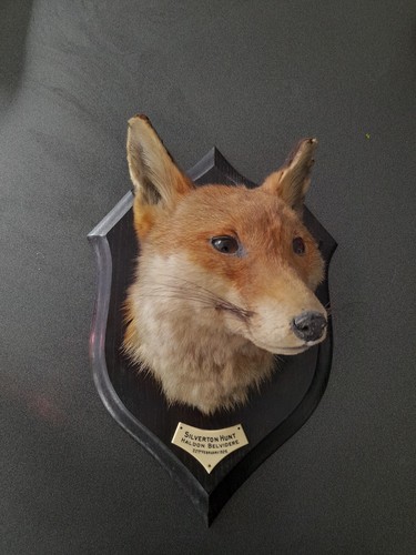 Antique vintage taxidermy fox - taxidermy,