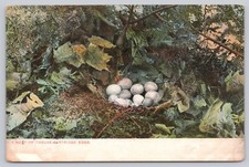 Postcard Nest of Twelve Partridge Eggs UDB c1906
