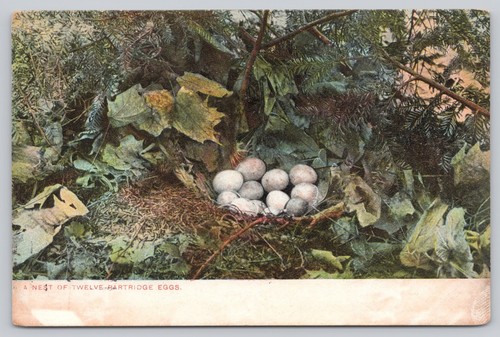 Postcard nest twelve - postcard,