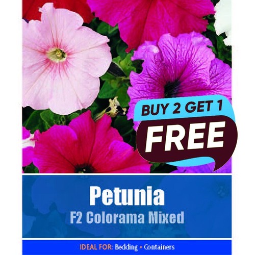 Petunia colorana mixed - f2,