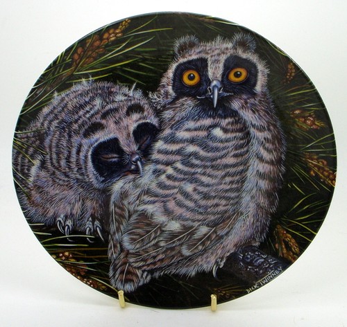 Long eared owl chicks the - chicks,