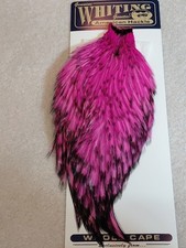 Whiting Amer. Rooster Cape