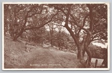 Bluebell Wood Prestatyn Wales