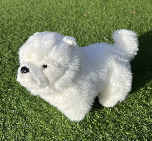 Smyths pomeranian white dog - pomeranian,