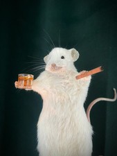 Taxidermy Cigar Chuffer Mouse Whiskey Weird Gift Homeware For Him Her