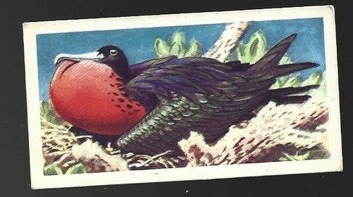 Brooke bond tea card - bond,