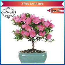 Brussel's Bonsai Satsuki