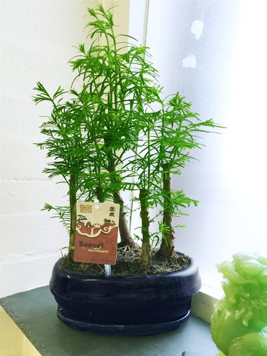 Dawn redwood tree pot - pot, large